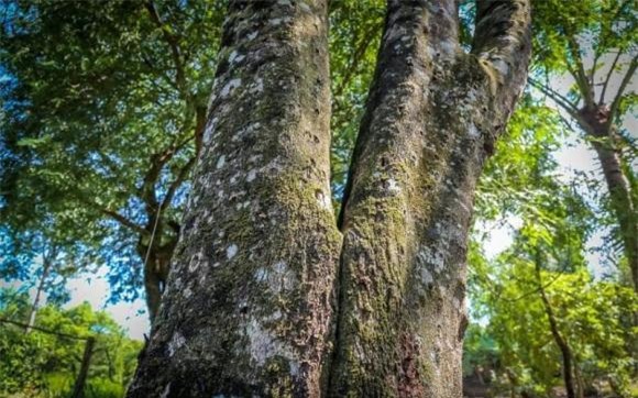 Gỗ quý, trầm hương