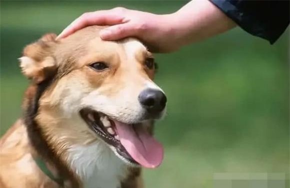 chú chó, động vật, thú cưng