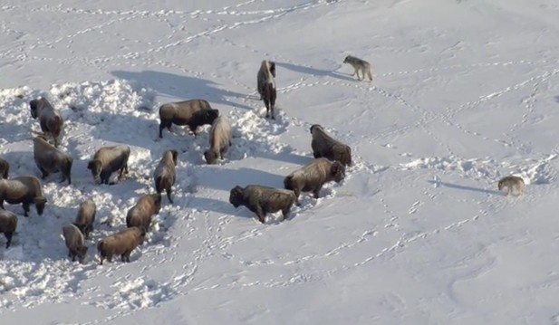 Ảnh cắt từ clip.