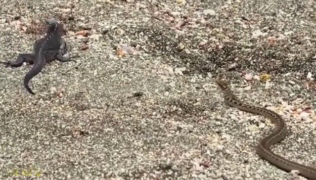 Ảnh cắt từ clip.