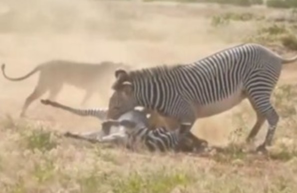 Ảnh cắt từ clip.