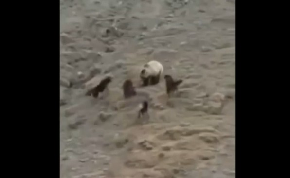 Ảnh cắt từ clip.