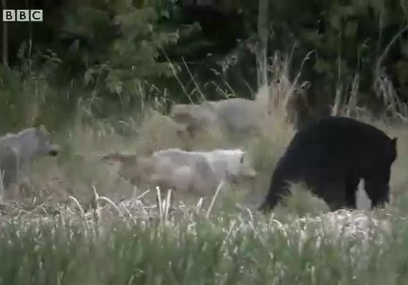 Ảnh cắt từ clip.