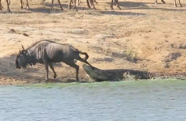 Ảnh cắt từ clip.