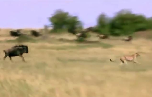 Ảnh cắt từ clip.