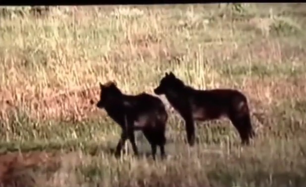 Ảnh cắt từ clip.