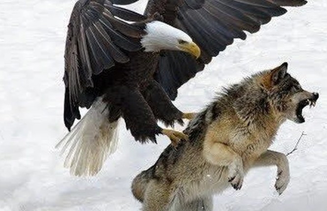 Ảnh cắt từ clip.