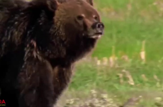 Ảnh cắt từ clip.