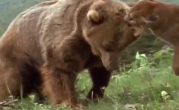 Ảnh cắt từ clip.