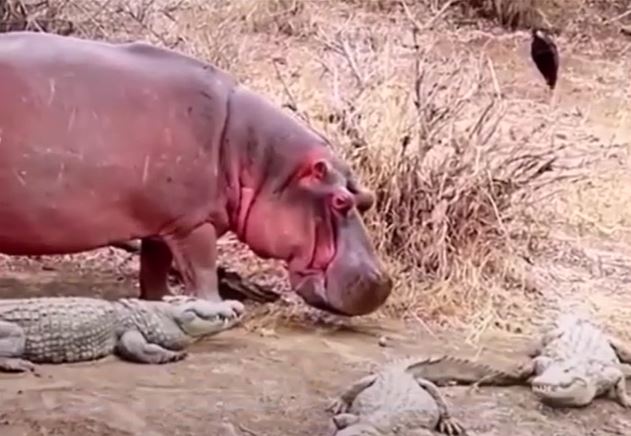 Ảnh cắt từ clip.