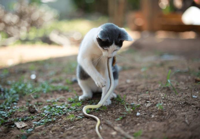 Ảnh: Shutterstock.