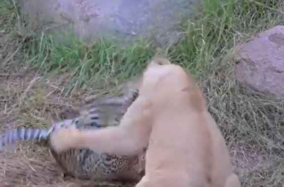 Ảnh cắt từ clip.