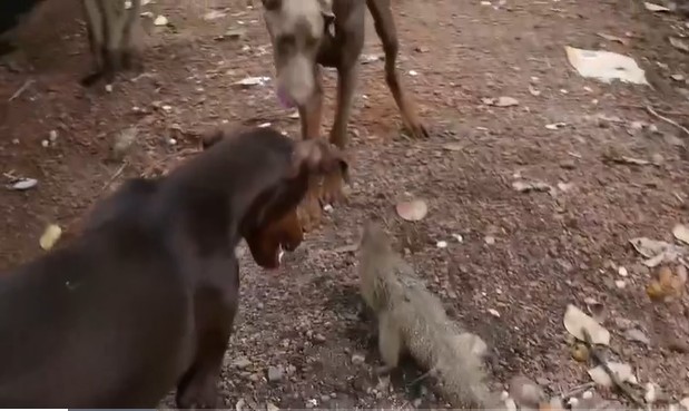 Ảnh cắt từ clip.