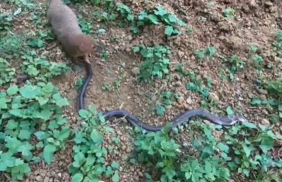 Ảnh cắt từ clip.