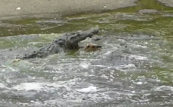 Cá sấu săn linh dương.