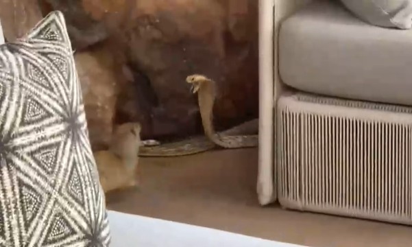 Ảnh cắt từ clip.