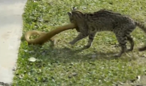 Ảnh cắt từ clip.