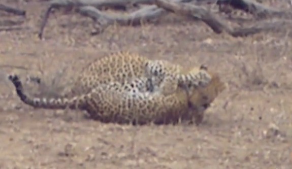 Ảnh cắt từ clip.