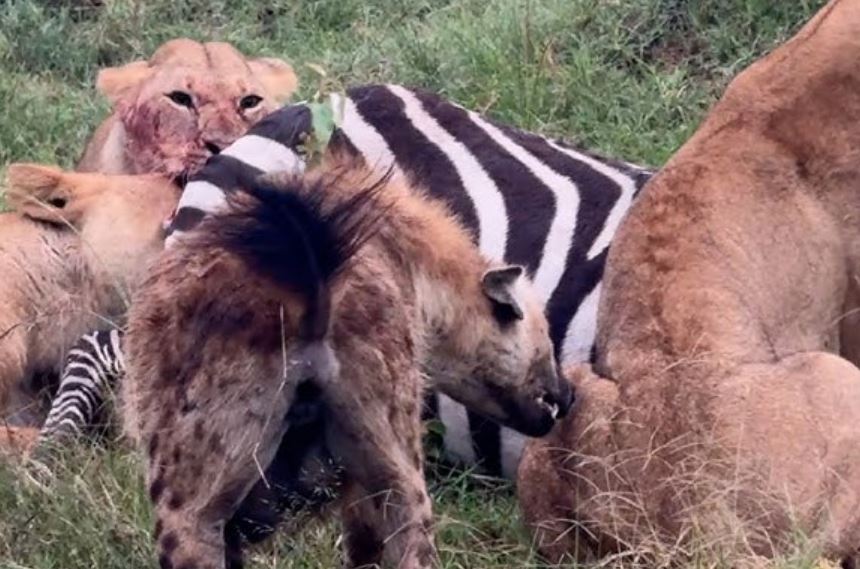 Sư tử san sẻ bữa ăn cho linh cẩu.