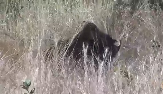 Ảnh cắt từ clip.