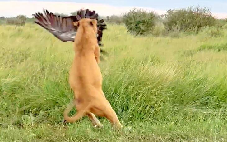 Sư tử săn kền kền.