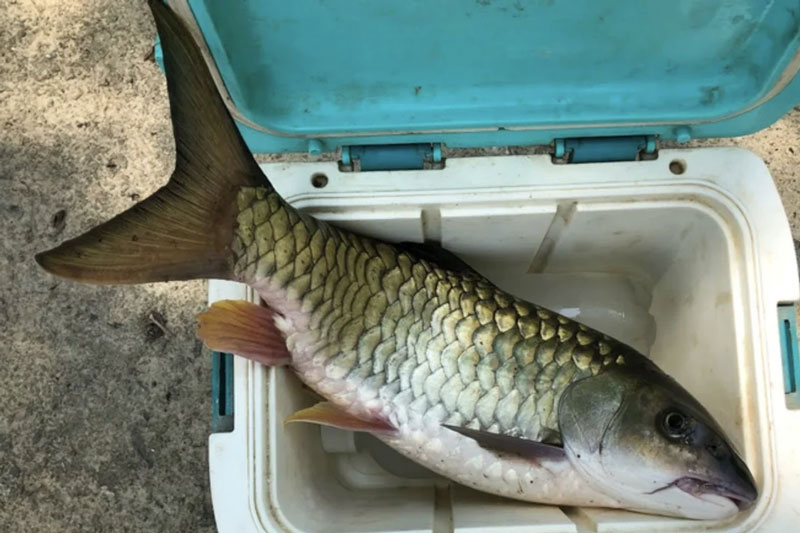 Cá trầm hương Cao Bằng.