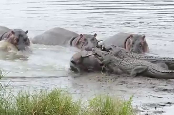 Ảnh cắt từ clip.