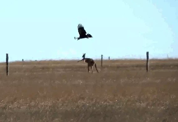 Ảnh cắt từ clip.