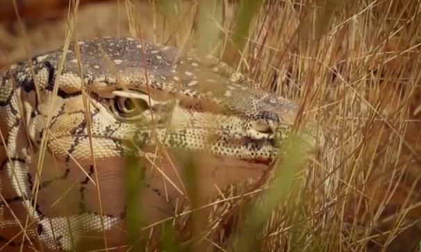 Ảnh cắt từ clip.