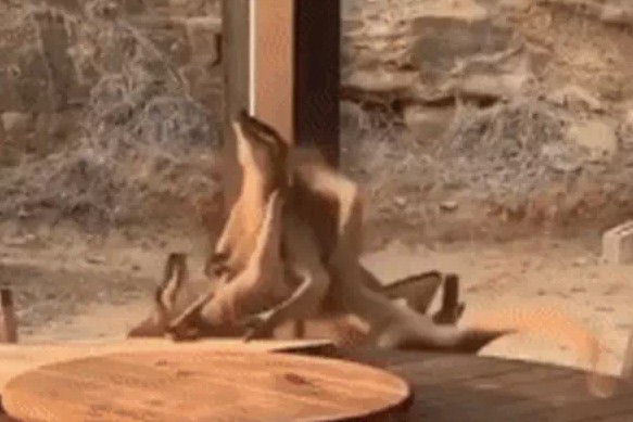 Ảnh cắt từ clip.