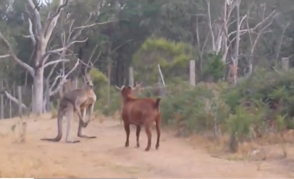 Ảnh cắt từ clip.