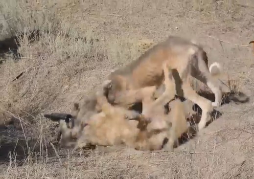 Ảnh cắt từ clip.