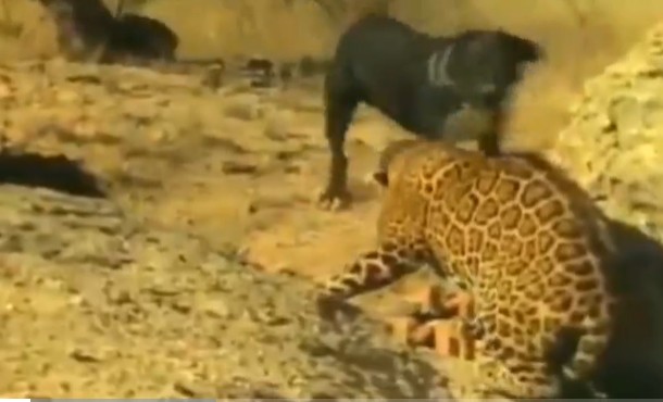 Ảnh cắt từ clip.