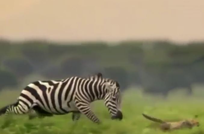 Ảnh cắt từ clip.