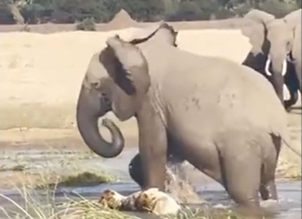 Ảnh cắt từ clip.