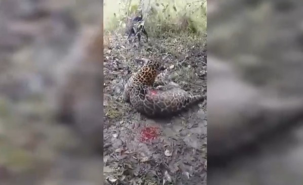 Ảnh cắt từ clip.