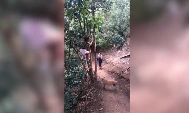 Ảnh cắt từ clip.