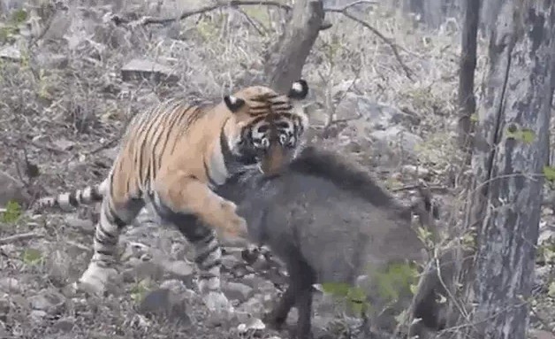 Ảnh cắt từ clip.