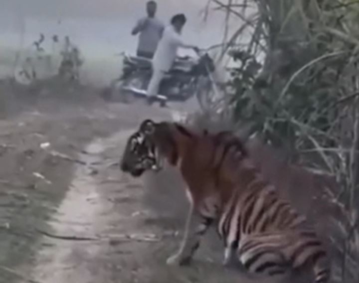 Ảnh cắt từ clip.