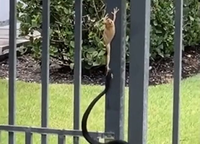 Ảnh cắt từ clip.