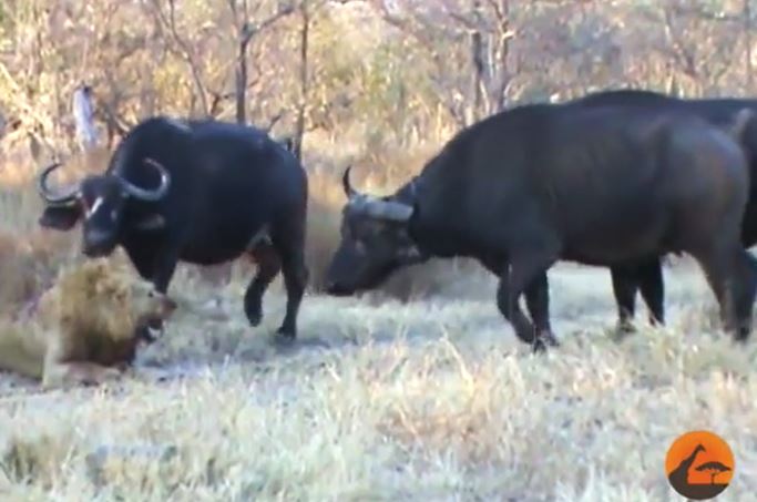 Ảnh cắt từ clip.