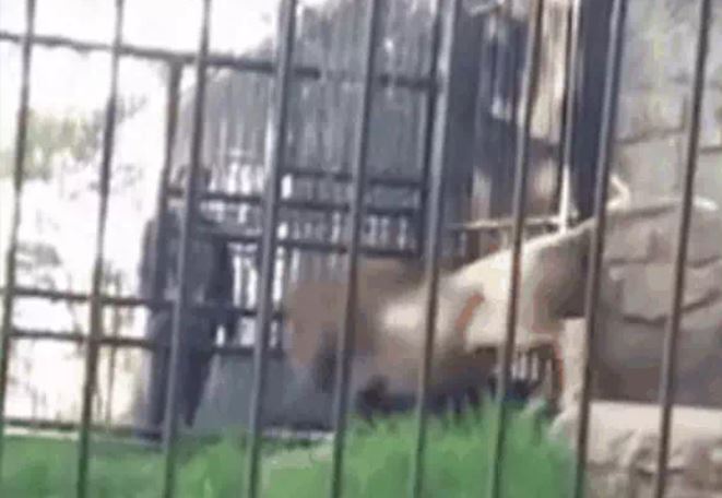 Ảnh cắt từ clip.