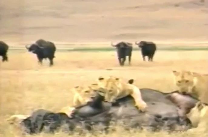 Ảnh cắt từ clip.