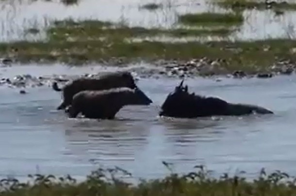 Ảnh cắt từ clip.