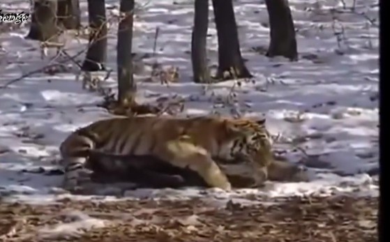 Ảnh cắt từ clip.