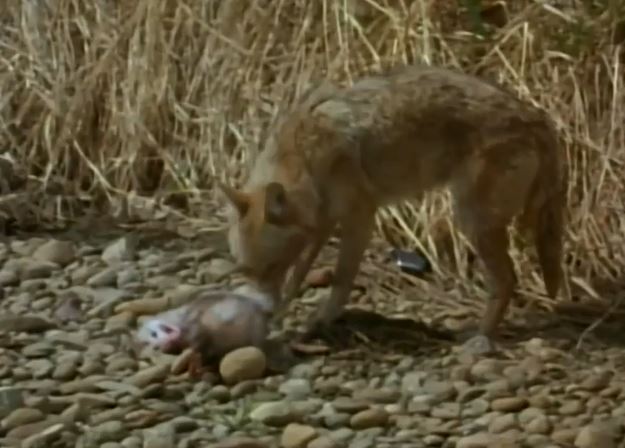 Ảnh cắt từ clip.