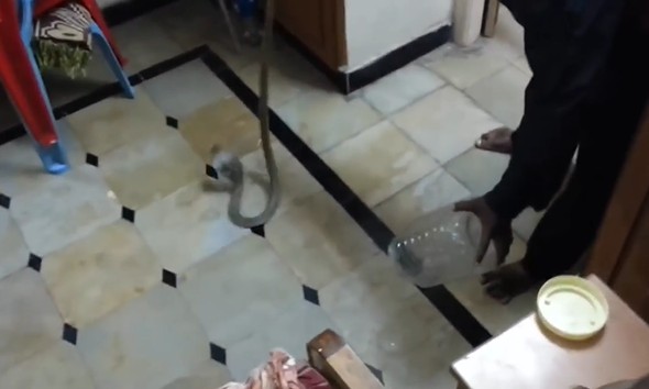 Ảnh cắt từ clip.