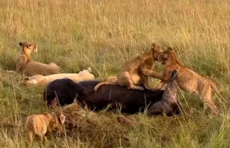 Sư tử con chơi đùa trên xác trâu rừng.