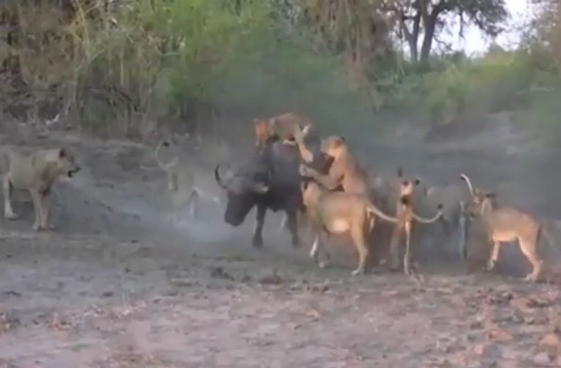 Ảnh cắt từ clip.