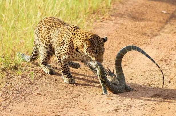 Ảnh cắt từ clip.